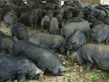 黑山猪